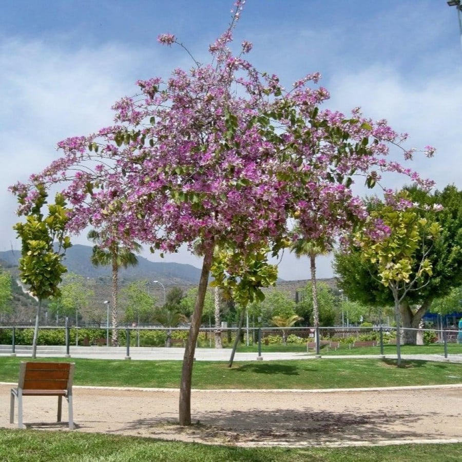 بذور البوهينيا - خف الجمل ( Bauhinia variegata )