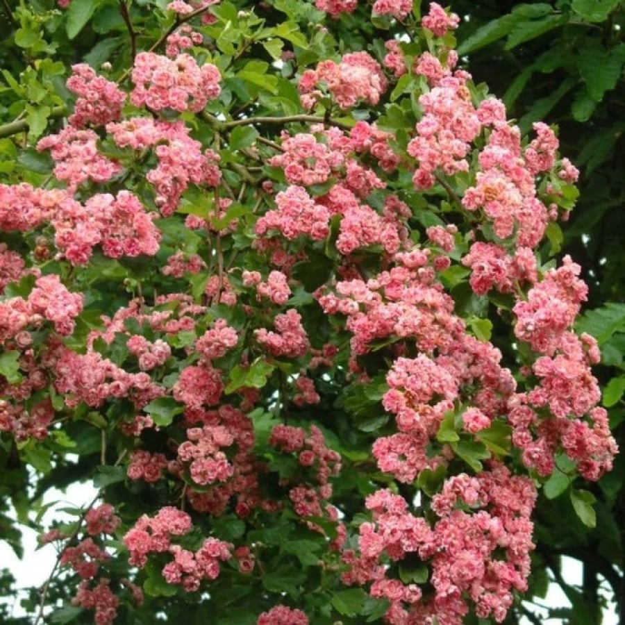 ثمار شجرة الزعرور الانجليزي