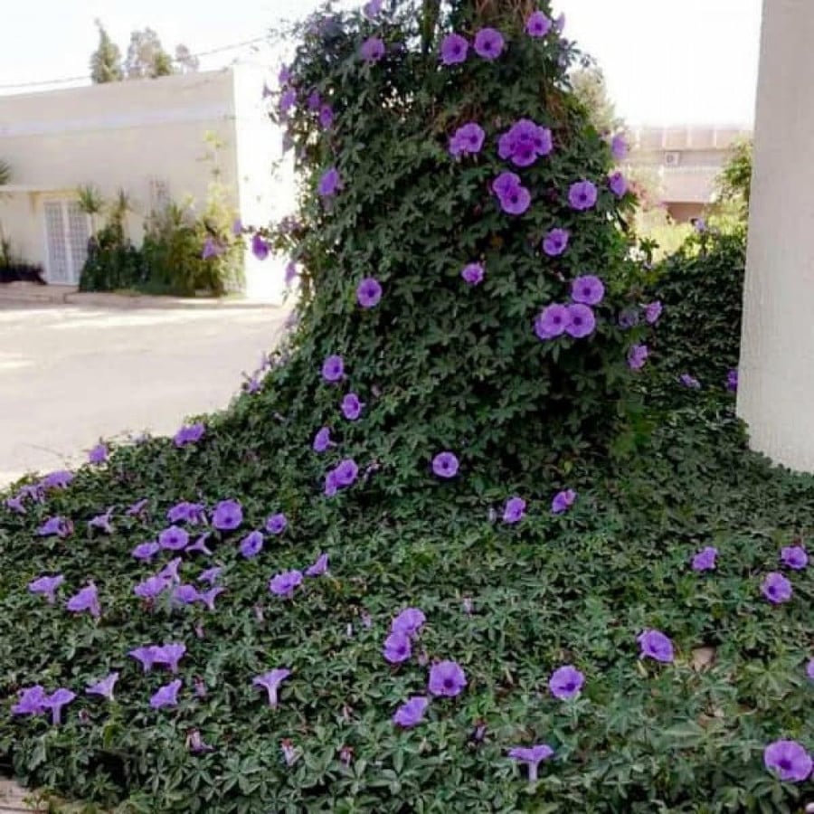 بذور متسلقة ست الحسن الارجوانية ( Ipomoea cairica )