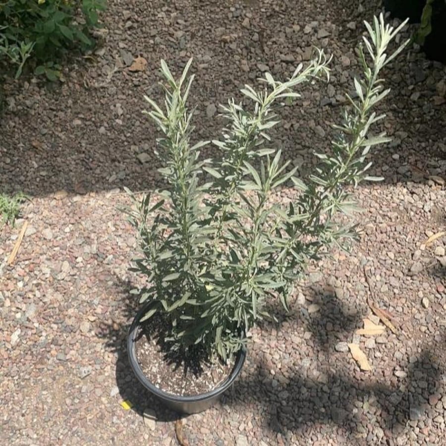 seeds of Atriplex canescens