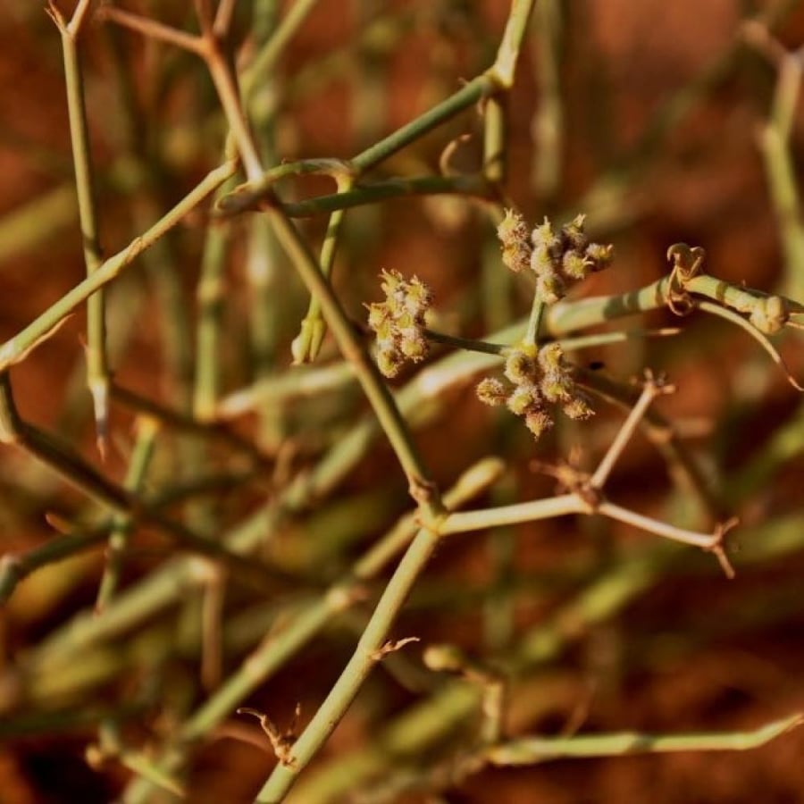 deverra triradiata seeds