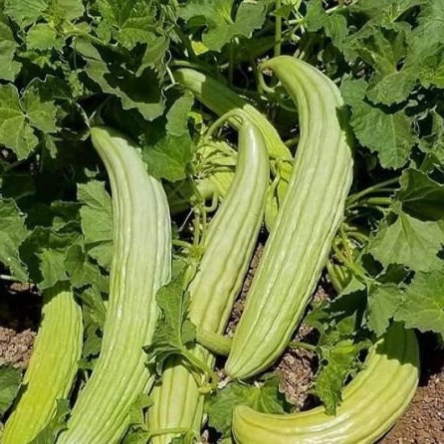 القثاء