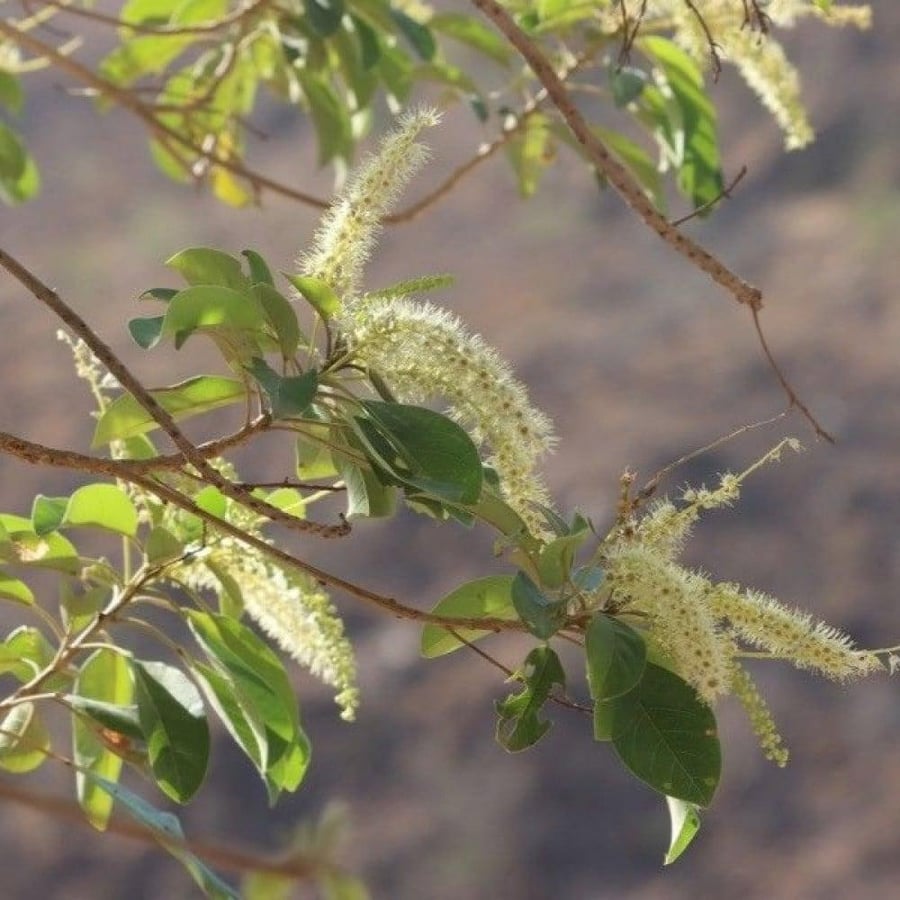 بذور شجرة الثعب - ترمناليا بروني ( Terminalia Brownii )