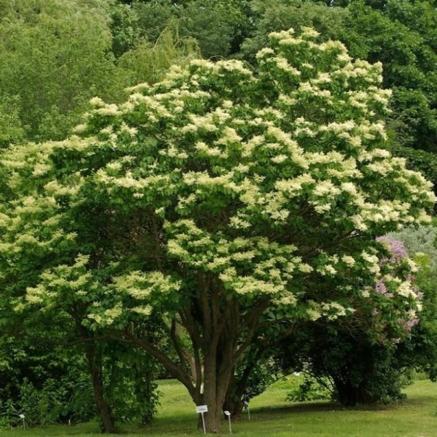 بذور شجيرة الليلك اليابانية ( syringa amurensis )