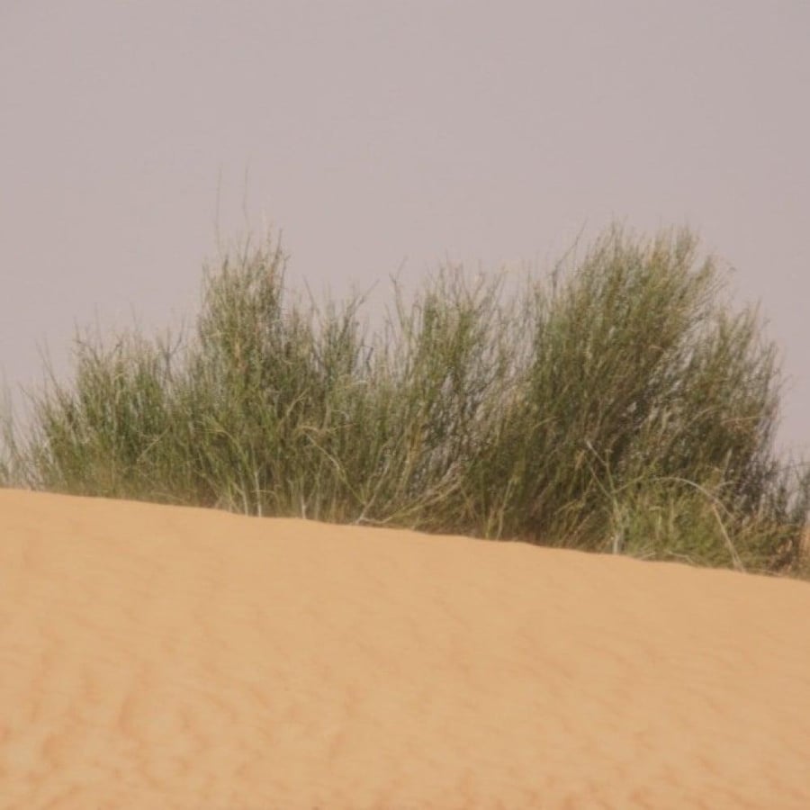 بذور المرخ ( Leptadenia pyrotechnica )