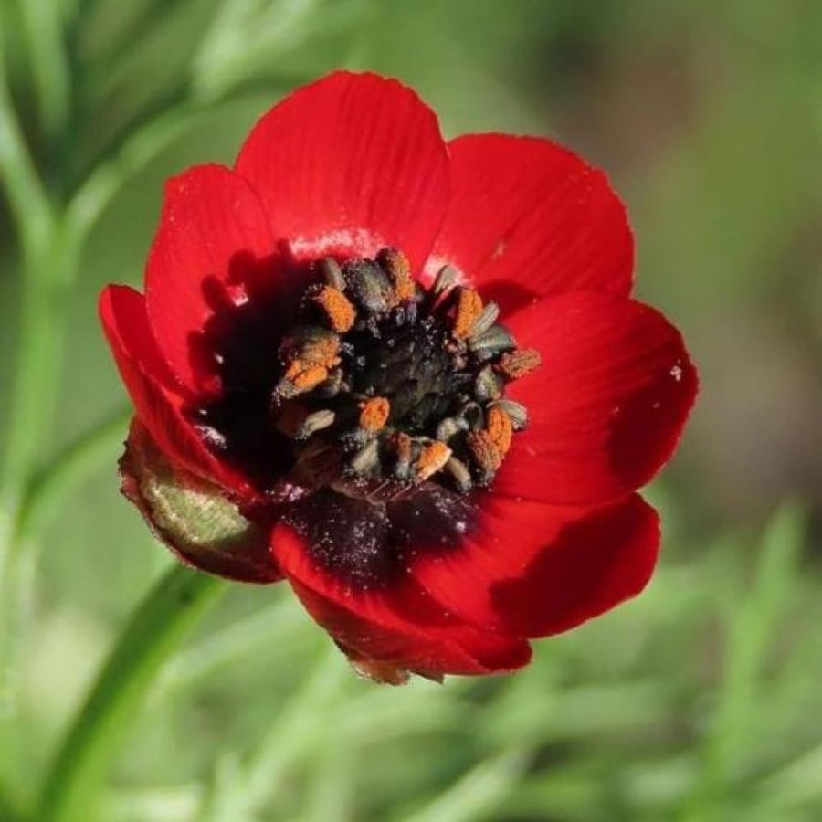 SEEDS OF Adonis annua