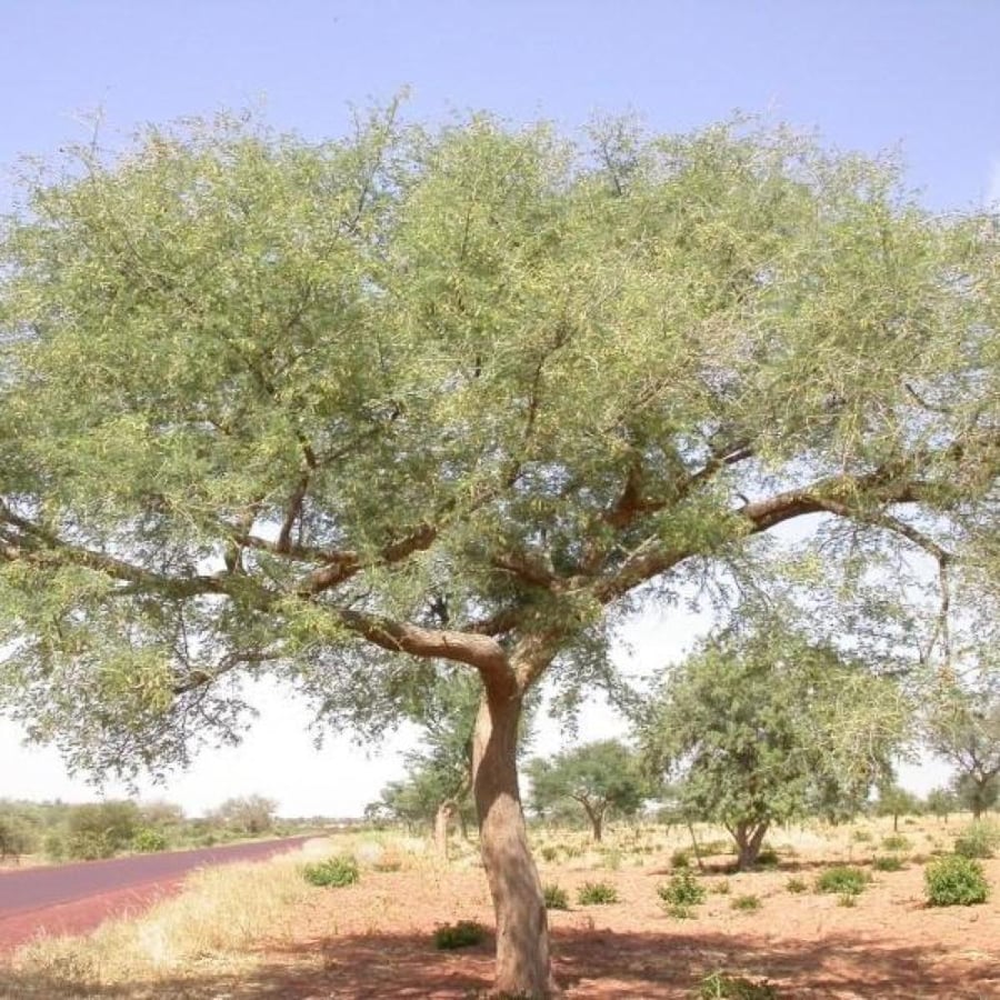 بذور الحراز النادرة - السنط الابيض ( Faidherbia Albida )