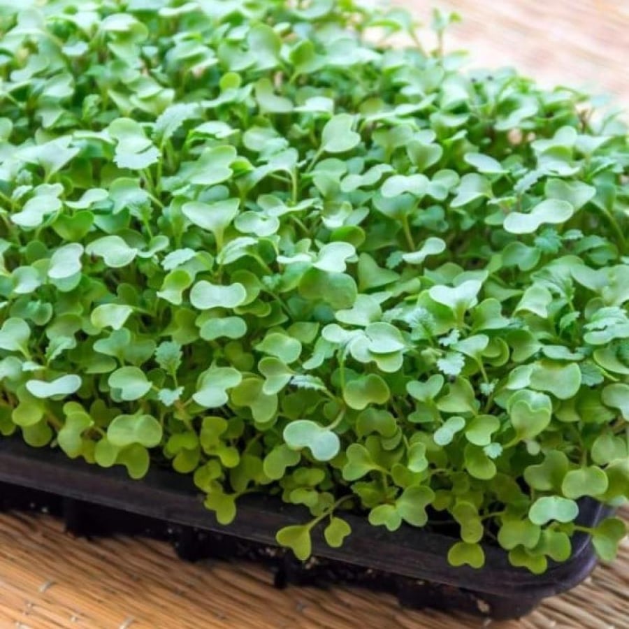 بذور براعم الملفوف الاخضر - ميكروجرين ( Brassica oleracea )