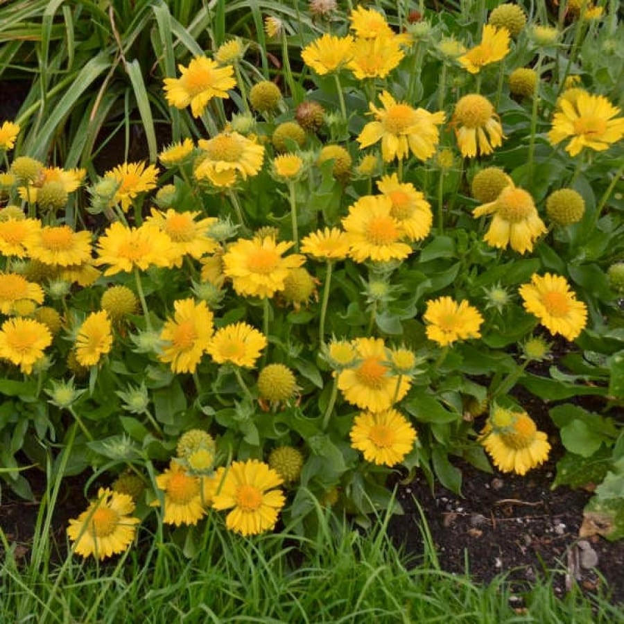 بذور العنبر الكشميري الأصفر - جيلارديا أريستاتا ( gaillardia aristata )