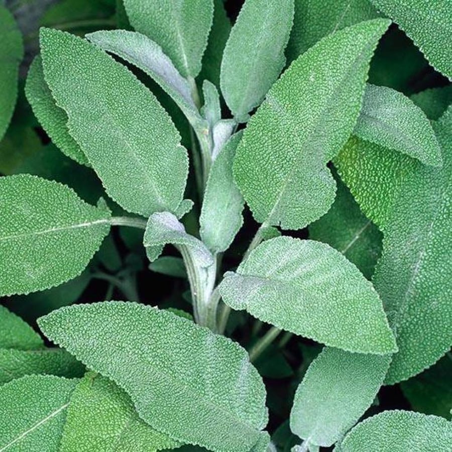 بذور عشبة المرامية - ميرامية ( Salvia Officinalis )