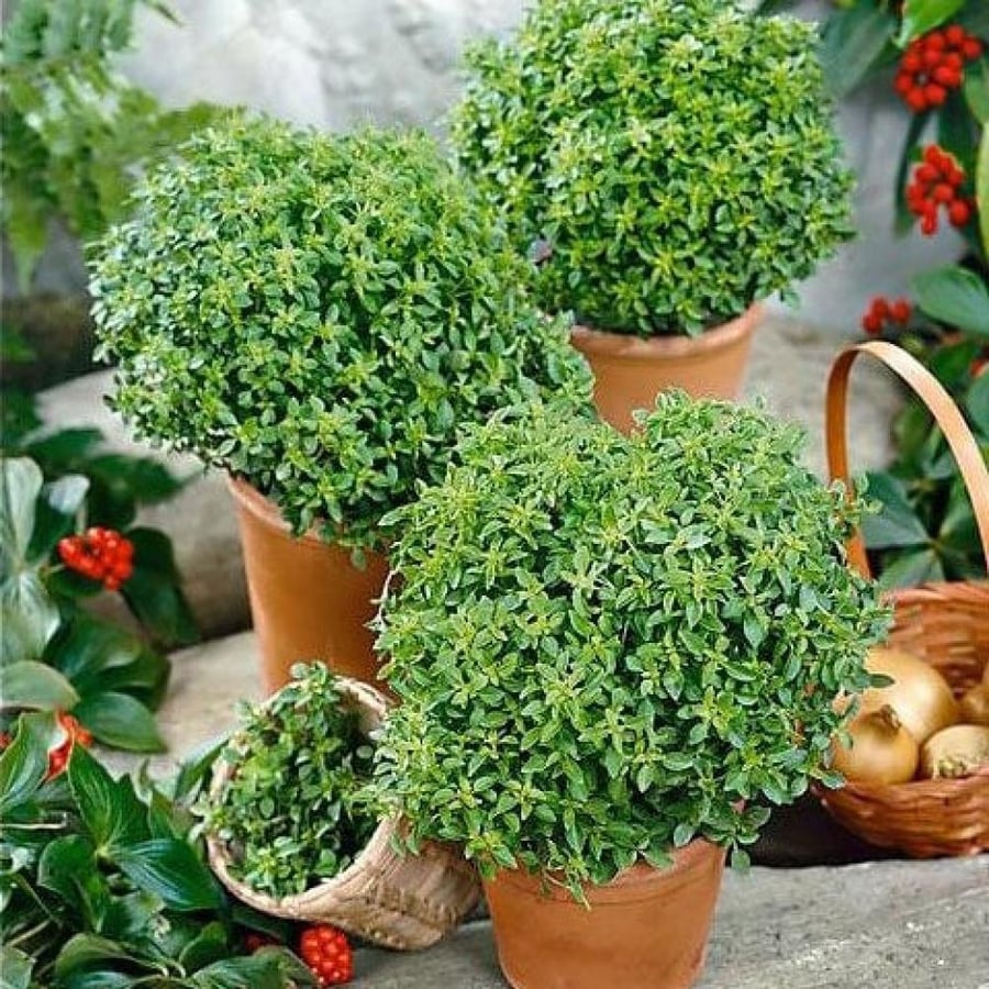 seeds of Basil Dwarf Greek
