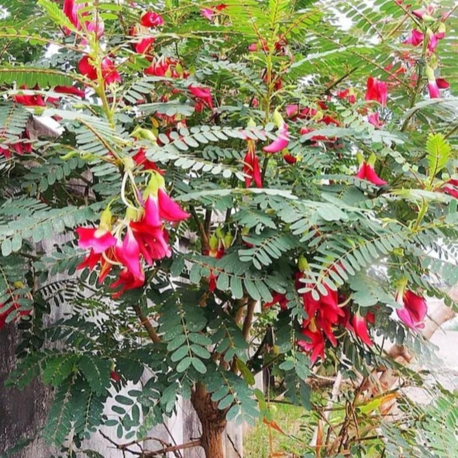 طريقة زراعة شجرة السيسبان الاحمر