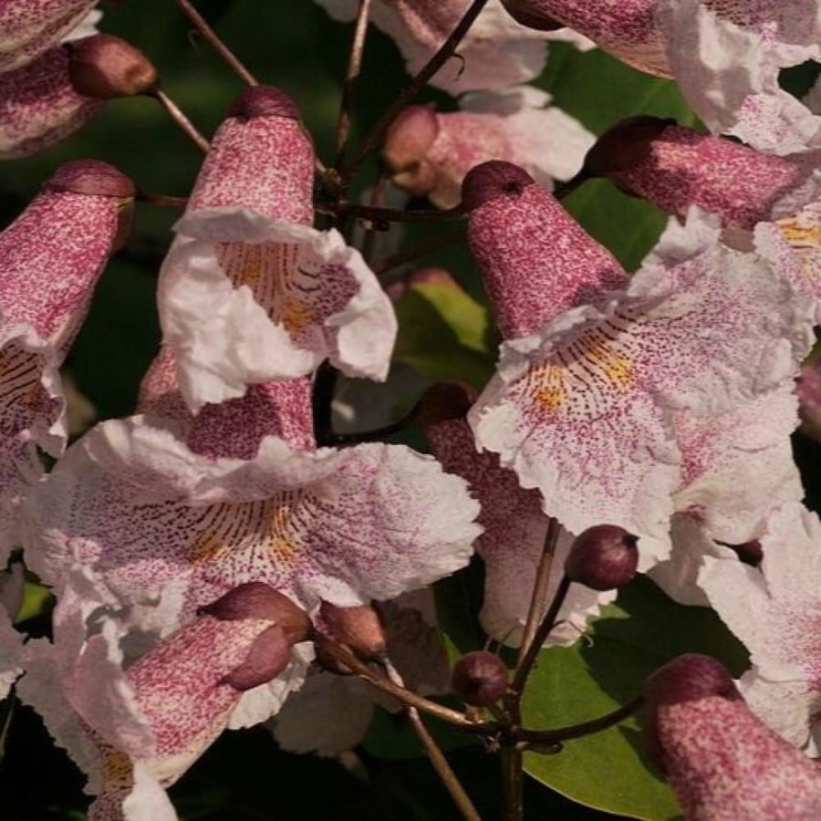 بذور شجرة الكاتالبا الوردية  Catalpa Bungei