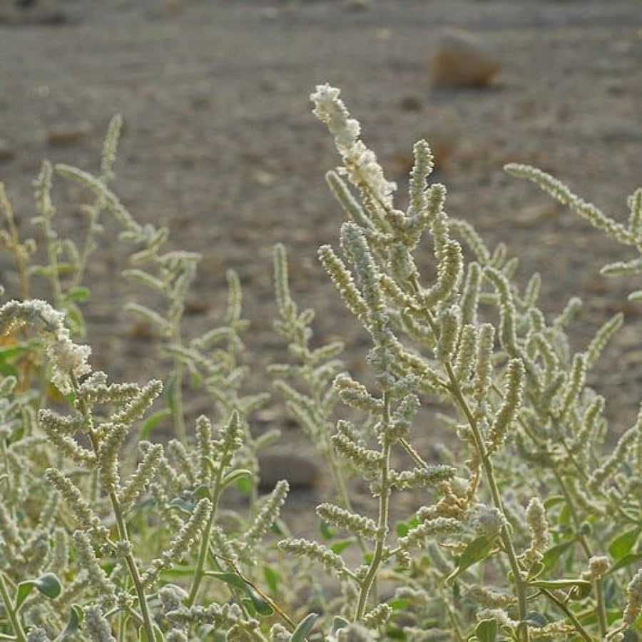بذور شجيرة الطرف - الراء ( Aerva javanica )