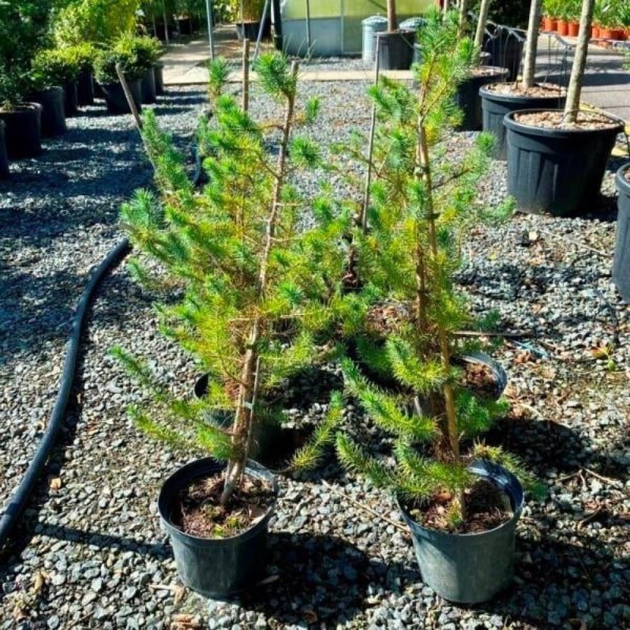بذور شجرة الصنوبر الثمري ( Pinus pinea )