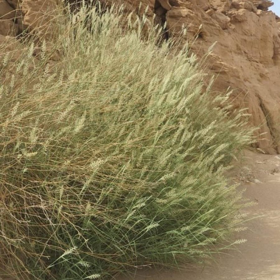 seeds of Pennisetum divisum
