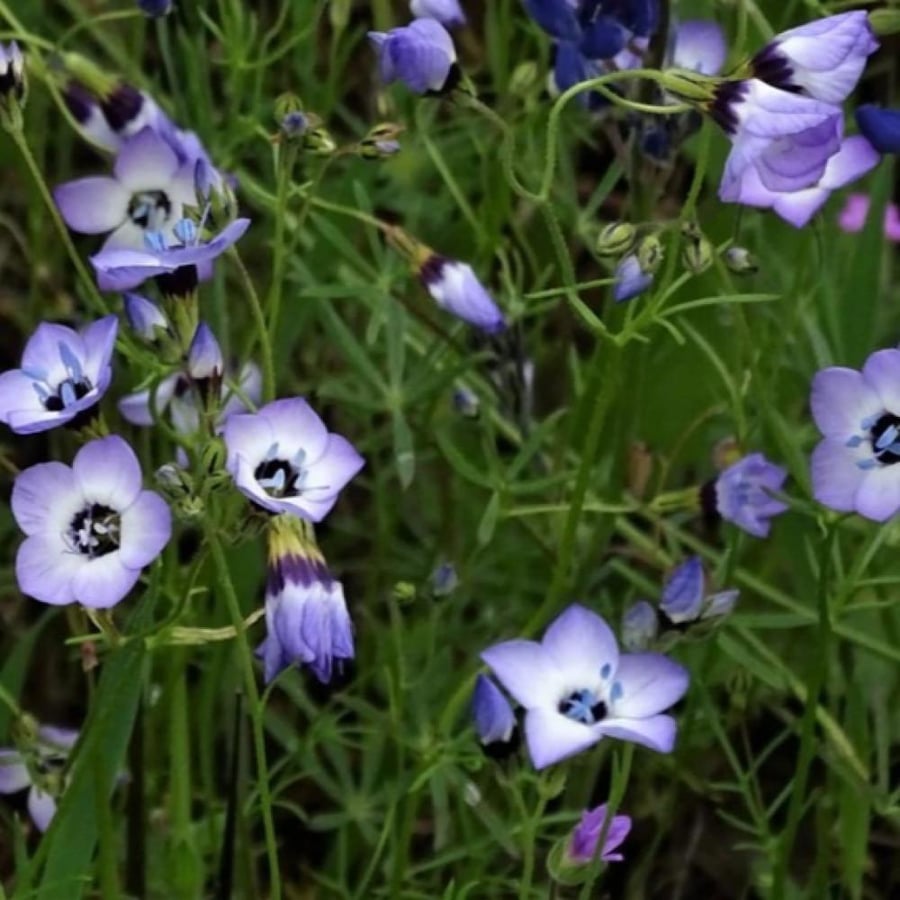 بذور زهرة عين الطائر ثلاثية الألوان Gilia tricolor