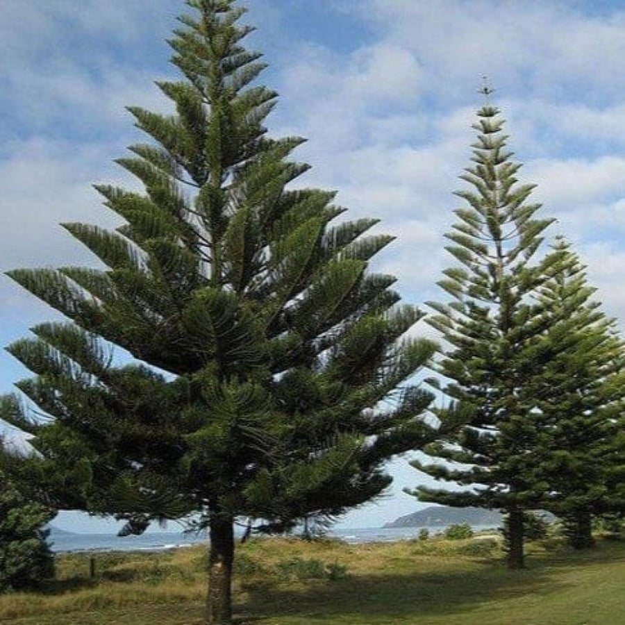 بذور شجرة عيد الميلاد - اروكاريا ( Araucaria heterophylla )