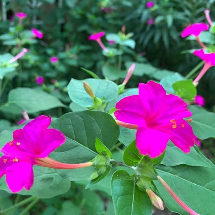 بذور شب الليل الوردية Mirabilis jalapa