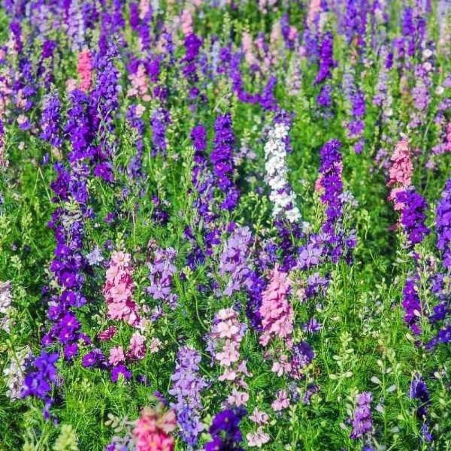 بذور زهور العايق - دلفنيوم ( Delphinium consolida )