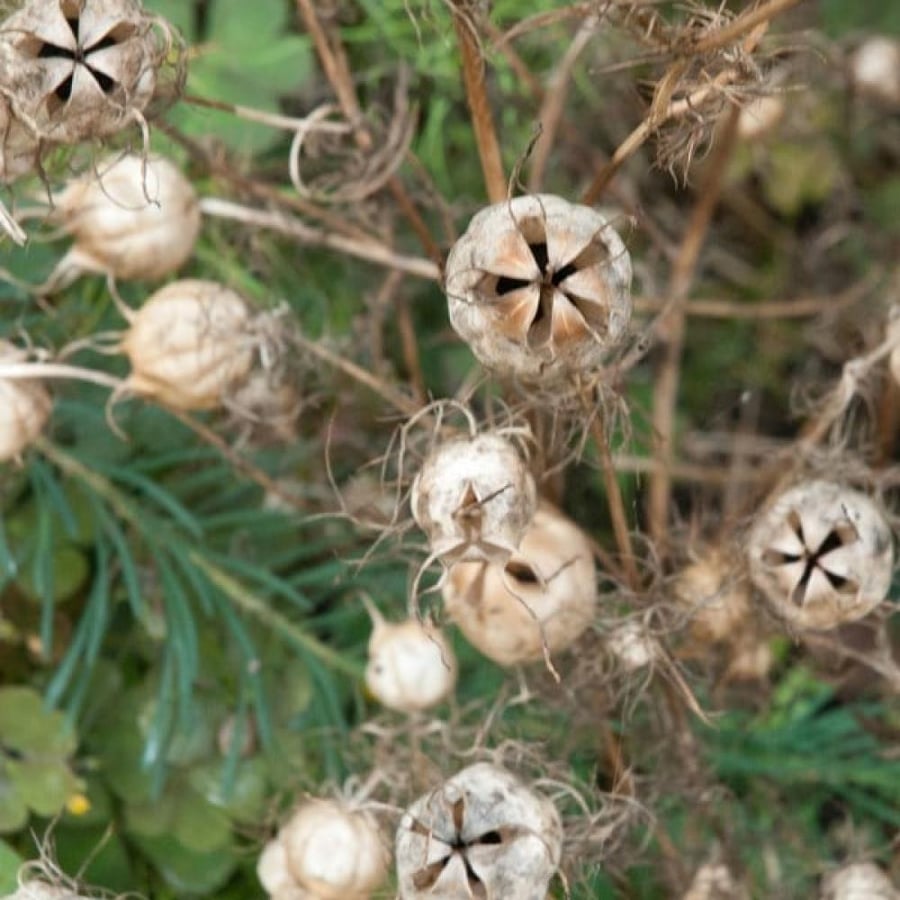 بذور حبة البركة - الحبة السوداء ( Nigella sativa )