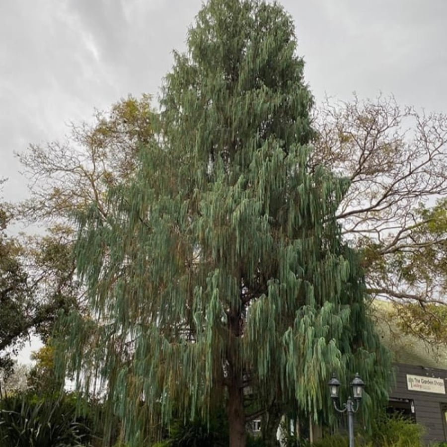 بذور شجرة السرو الكشميري Cupressus cashmeriana