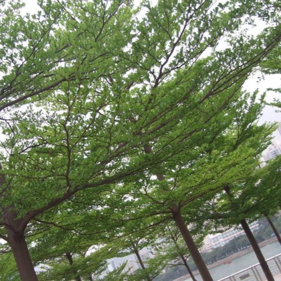 بذور شجرة ترمناليا منتالي ( Terminalia mantaly )