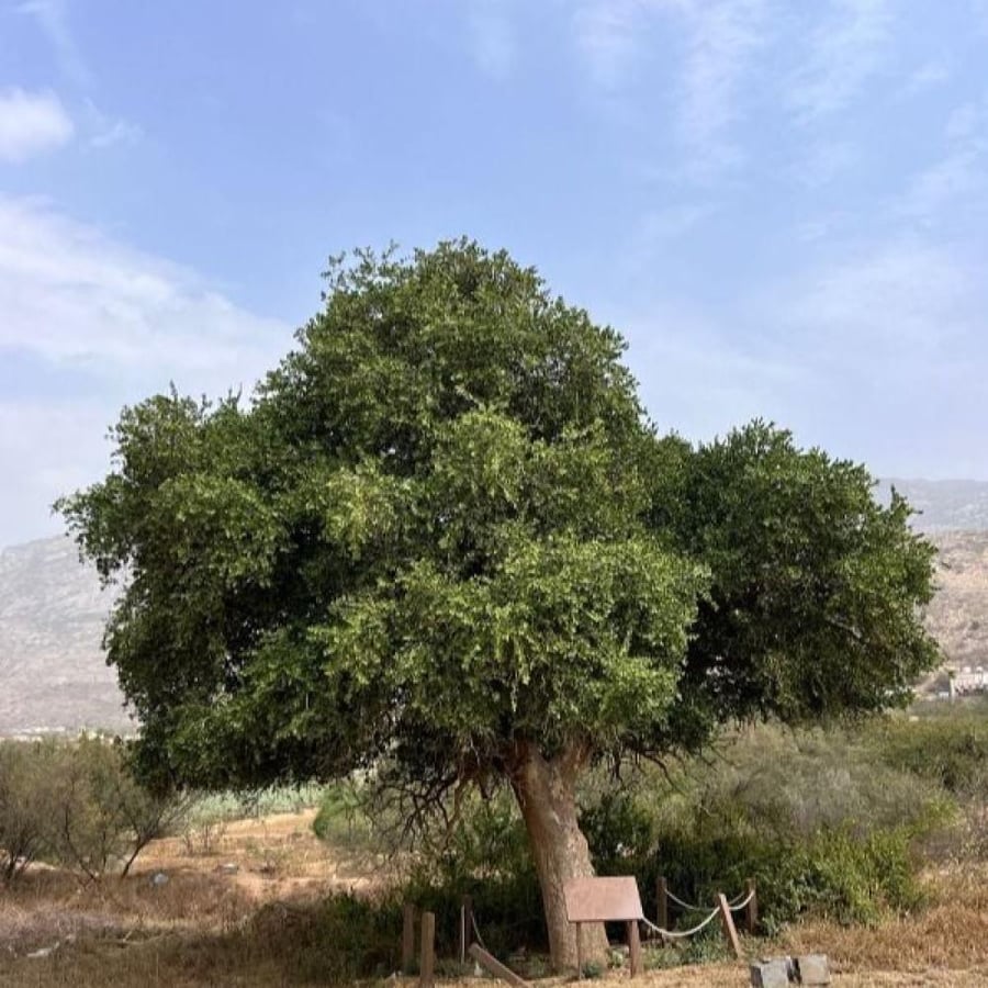 seeds of Dobera Glabra