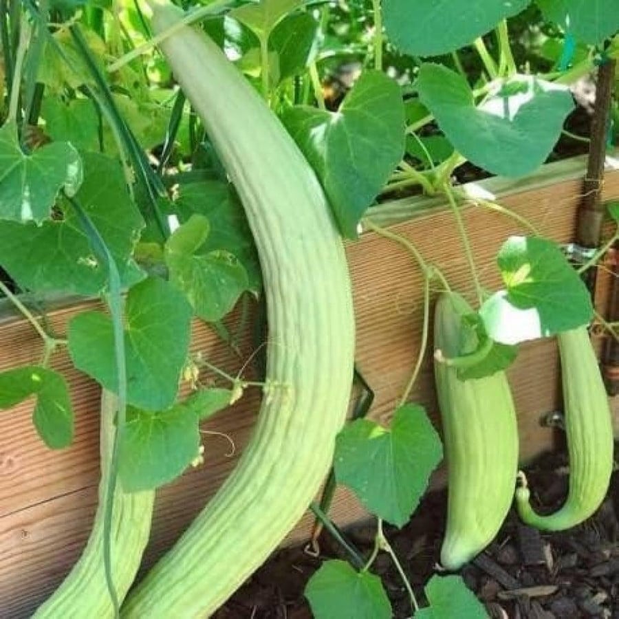 Cucumis melo flexuosus