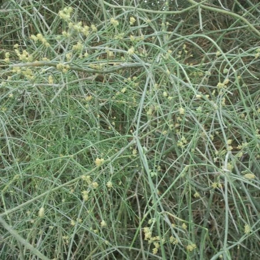 بذور عشبة العلندى - العدام الأخضر ( Ephedra Alata )
