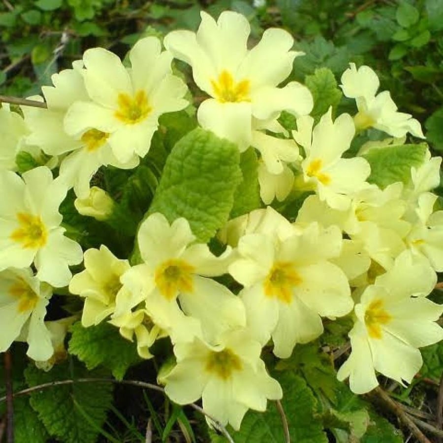 بذور زهور بريمولا - زهرة الربيع ( Primula )