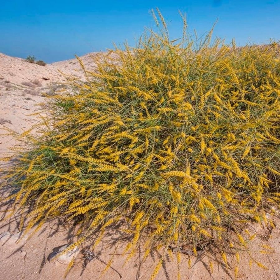 بذور شجيرة القرضي ( Ochradenus baccatus )