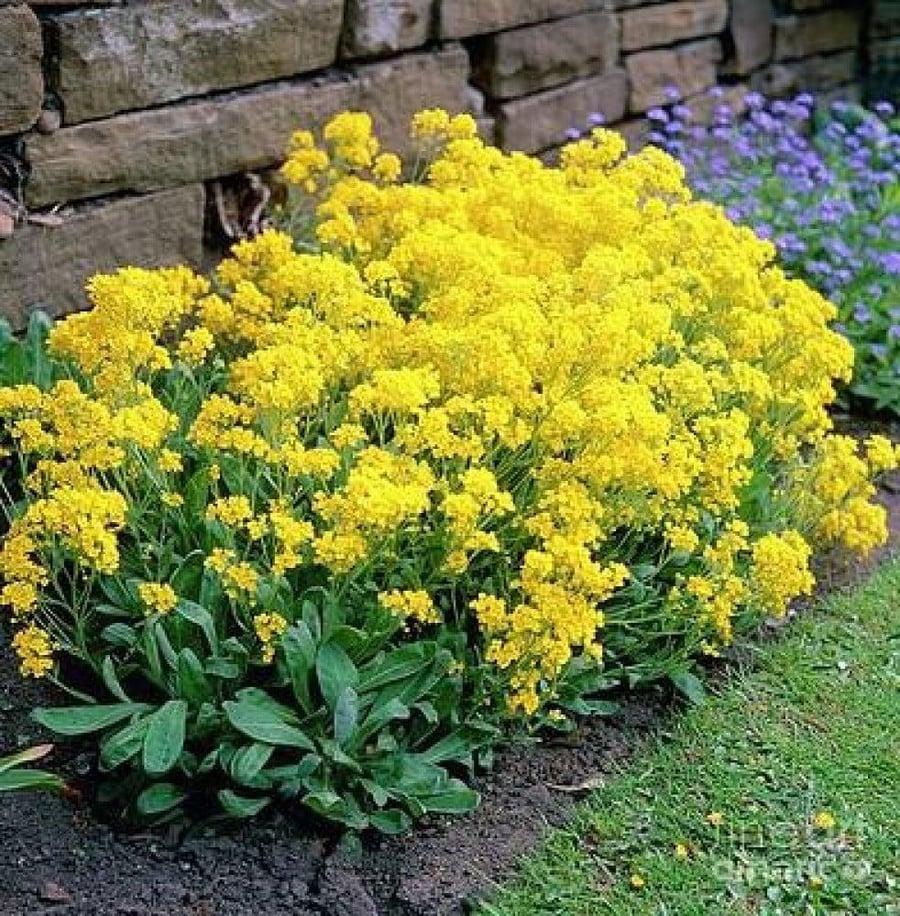 بذور الأليسم الذهبي ( Lobularia maritima )