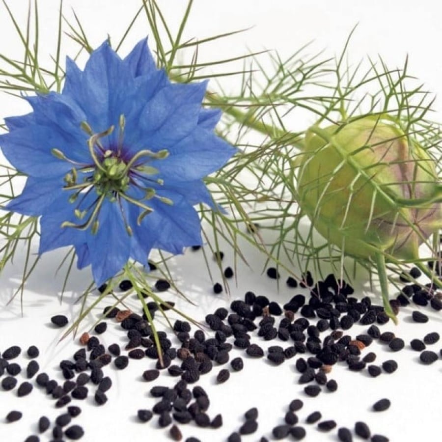 بذور حبة البركة - الحبة السوداء ( Nigella sativa )