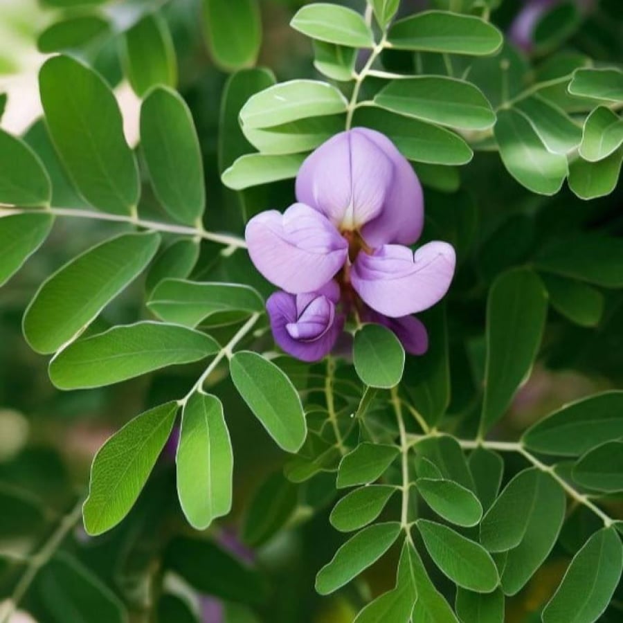 seeds of Dermatophyllum secundiflorum