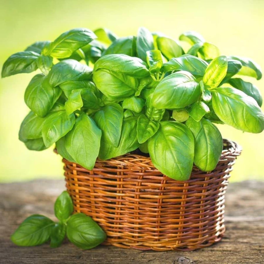 seeds of Basil Italian Large Leaf