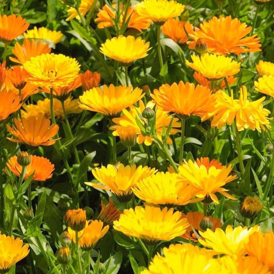 بذور أذريون - كلانديولا ( Calendula officinalis )