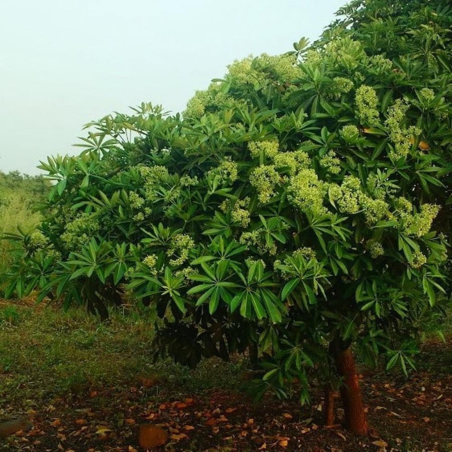 بذور الستونيا - شجرة المليون زهرة ( Alstonia scholaris )