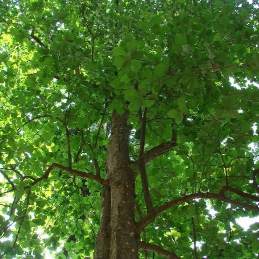 أشجار خشب الساج