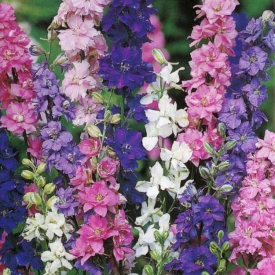 بذور زهور العايق - دلفنيوم ( Delphinium consolida )
