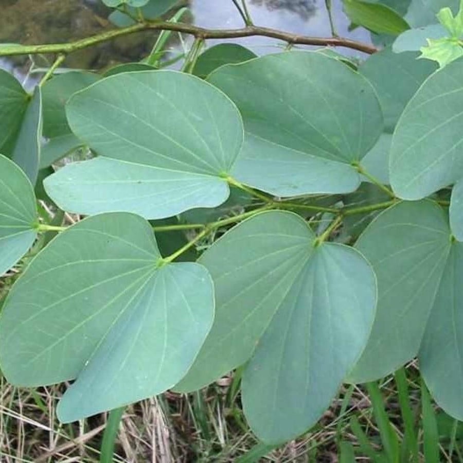 بذور البوهينيا - خف الجمل ( Bauhinia variegata )