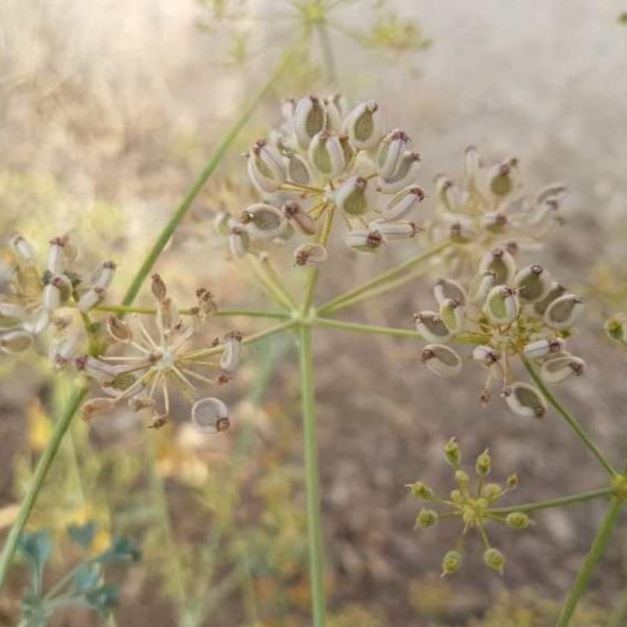 بذور الحزاء ( Ducrosia anethifolia )