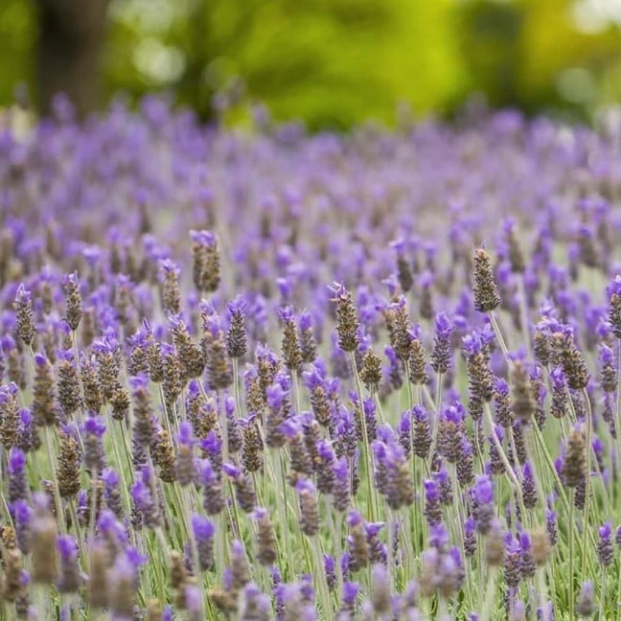 بذور الضرم - اللافندر البري ( lavandula dentata )