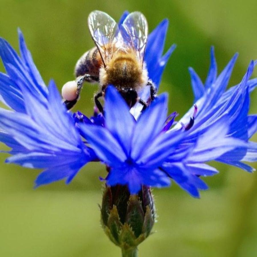 بذور سينتاوريا الزرقاء - ندى العنبر ( Centaurea cyanus )