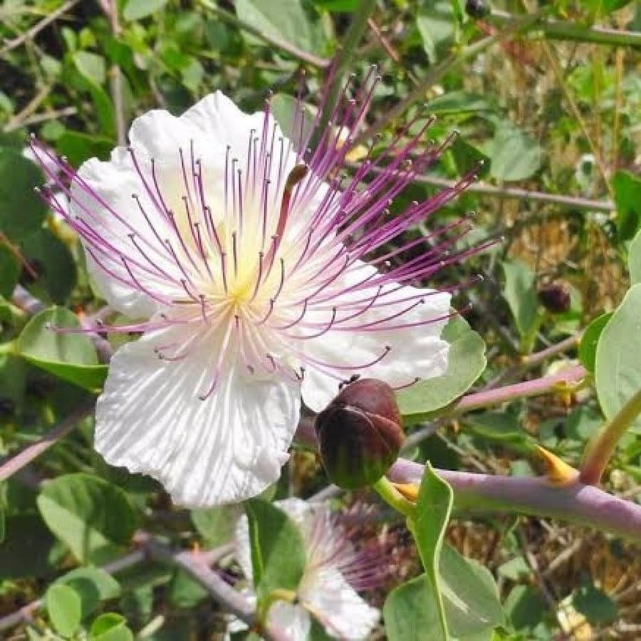 شجيرة الشفلح القبار Capparis spinosa