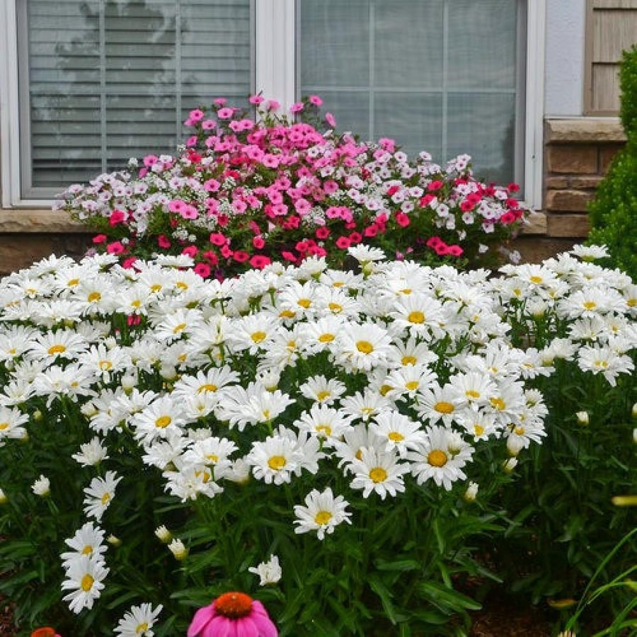 بذور أقحوان شاستا الكبير Leucanthemum superbum