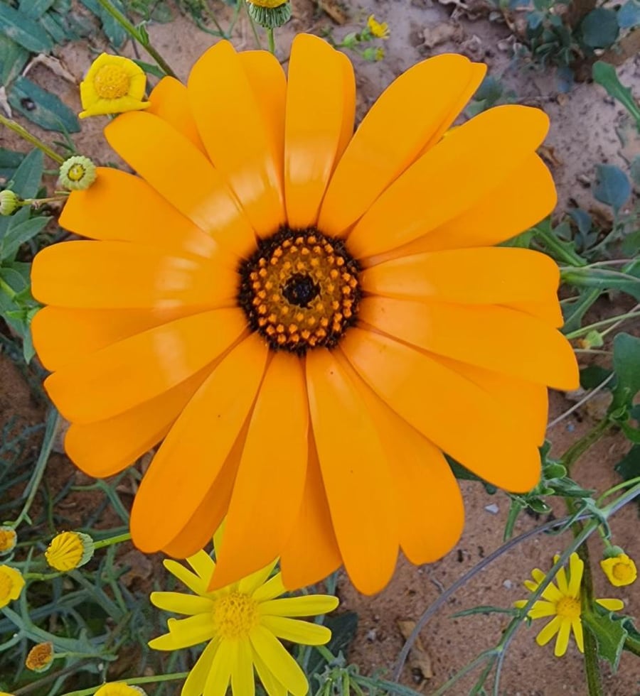 بذور الاقحوان الافريقي البرتقالي ( Dimorphotheca app )