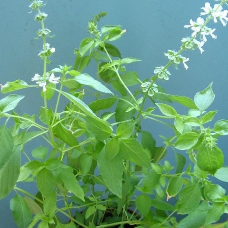 بذور الريحان الفرنسي ( Ocimum basilicum )