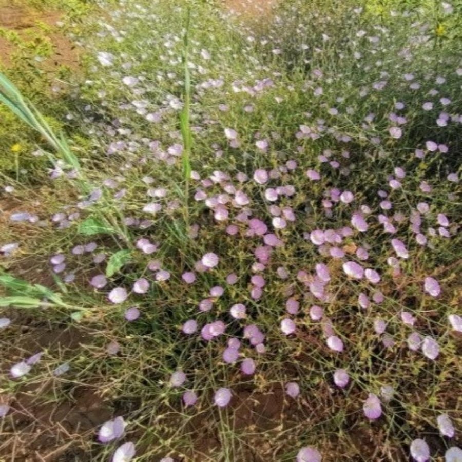 بذور رخامى الرشا ( convolvulus pilosellifolius Desr )
