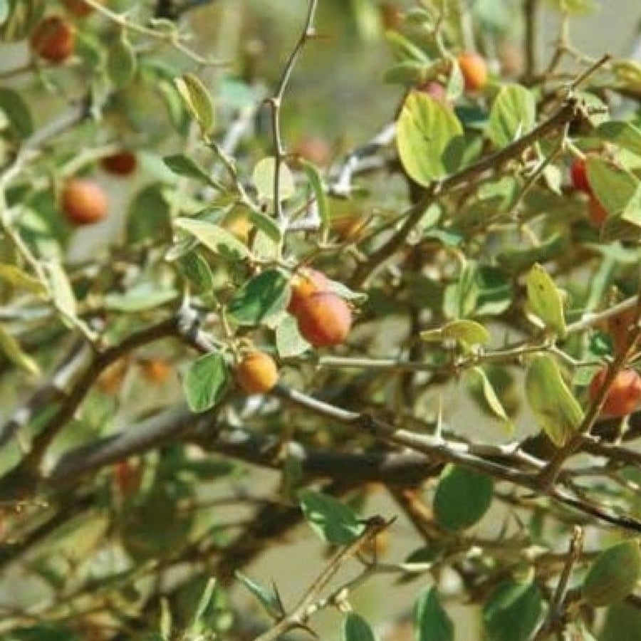 ثمار شجرة السدر البري